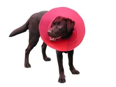 Carcan Transcol 20 Cm