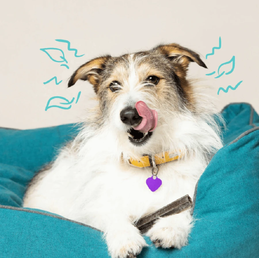 Edgard & Cooper Mach'sticks Pomme & Eucalyptus Moyen Chien 160 G – Image 3