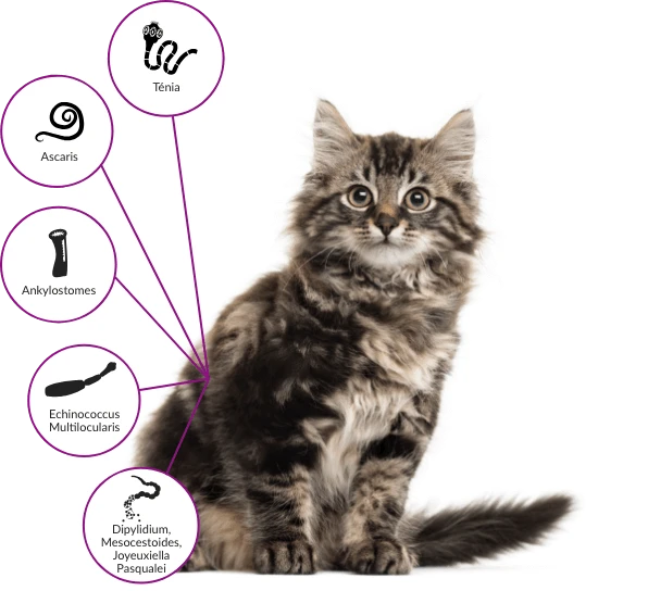 Drontal Chat 2 Cps – Image 3