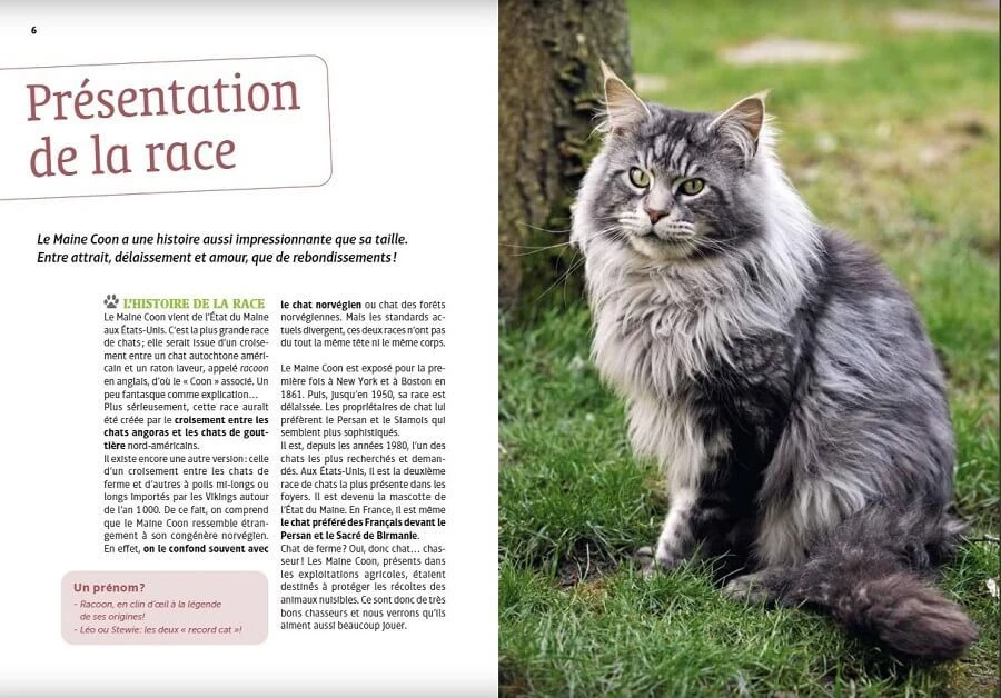 Livre - Maine Coon – Image 4