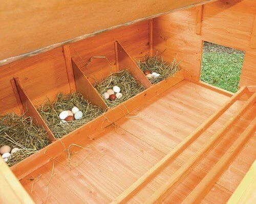 Poulailler Calgary – Image 3